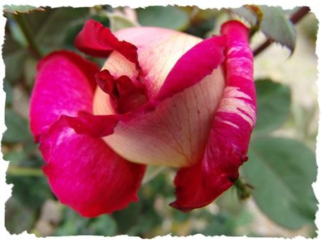 Rose - flowers, roses, nature, red, rose, flower, pink, closeup