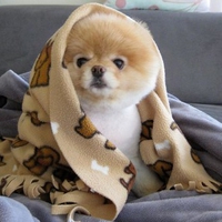 Cute-Dog