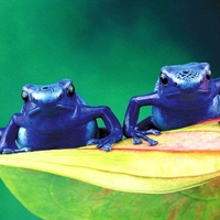 Blue Frogs