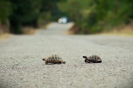 Little Turtles - picture, turtles, cute, little