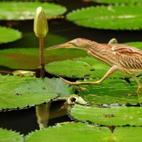 Bird on Leaves