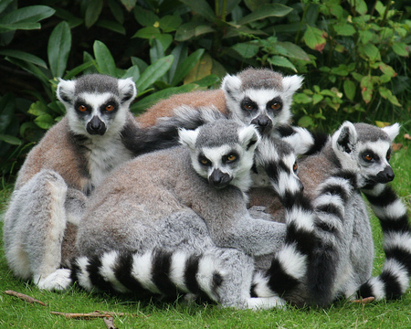 lemurs-family - nature, lemurs, green, grass, animals, family