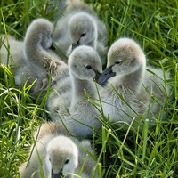 Cute-Cygnets