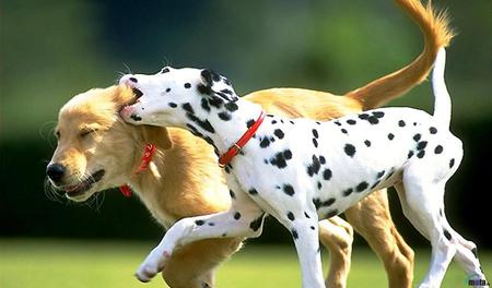 Labrador-and-Dalmatian - nature, dogs, dog, dalmatian, grass, friend, labrador, animals