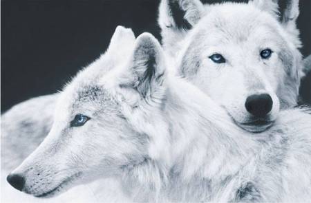 White Wolfs - white, wolf, beauty, nature, dog, snow, friends