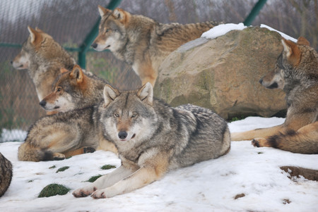 Wolf Pack - wolf, nature, animals, snow, winter, dogs, forrest, pack