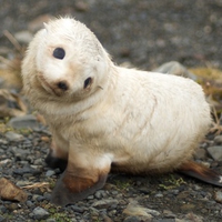 Baby Seal