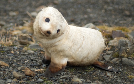 Baby Seal - seal, animals, cute, baby, beautiful