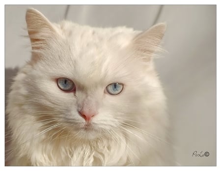 white beauty for my friend sawnoff - white, beauty, close up, cat, longhair, blueyes