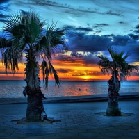 PALM TREE SUNSET