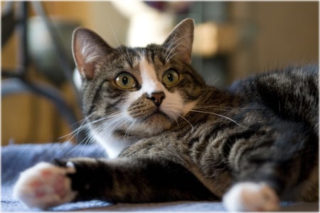 beautiful cat 2 - grey tiger, greeneyes, resting, beautiful, cat