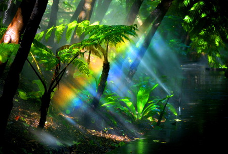 Rays - sunlight, trees, branches, rays, plants, forest, leaves