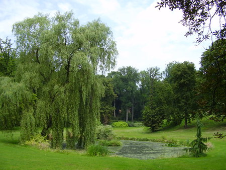 Calming green - nature, water, green, tree