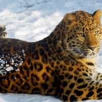 Leopard In Snow