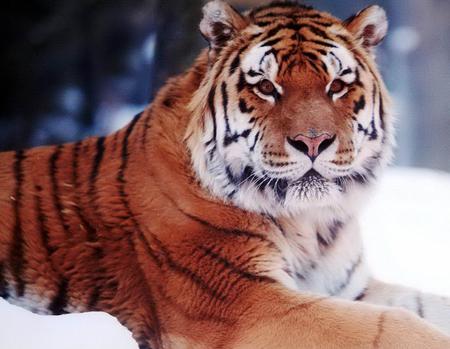 Asian Bengal Tiger - big, cats, snow, tiger, cat