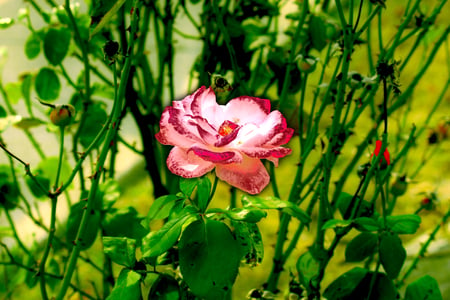 Dreamy Day Flower - nature, bright, day, green, dreamy, flower