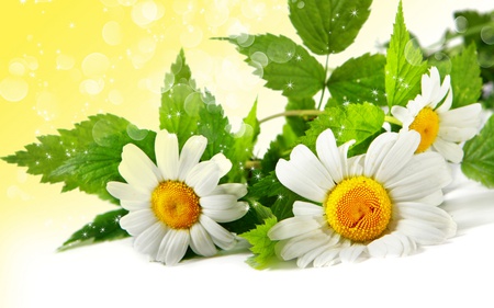 Pretty Flowers - pretty, yellow, daisy, flowes, spring, flowers, daisies, beautiful, photography, white summer, beauty, colors, lovely, flower, white, gree, nature, green