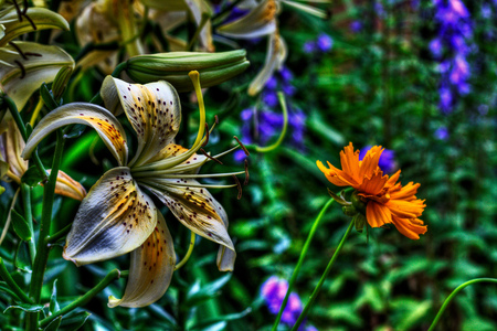 The spring signs - beauty, popular, colorful, spring, sesons, white, yellow, lily, petals, orange, green, grass, background, nature, blue, wild, beautiful, flowers, colors, flower