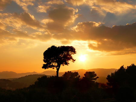 Sun and Tree - clouds, silhouette, tree, sun, sky