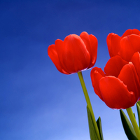 Red tulips