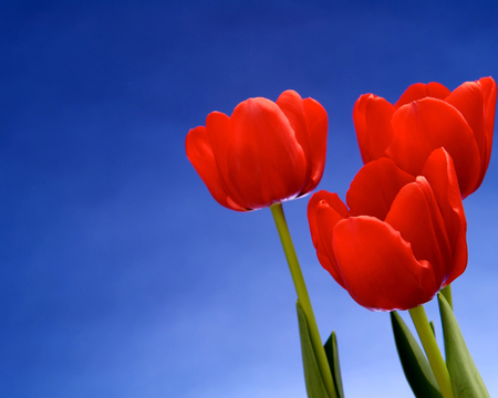 Red tulips - red, sky, flower, tulips, nature, blue, green