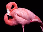 Pink Flamingo