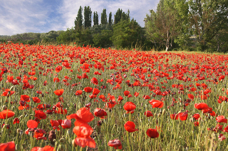 field of poppies - nature, trees, red, beautiful, field, poppies