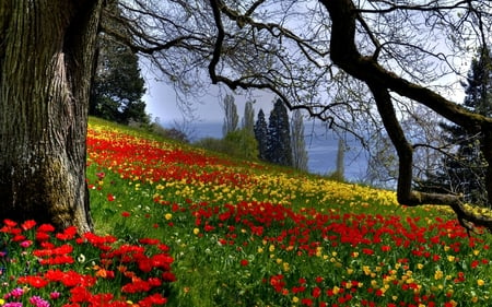 BEAUTIFUL SPRING - slope, trees, tulips, colorful, field, plants, spring, garden, sea, flower