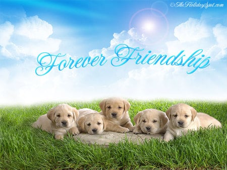 Forever Friends - dog, friends, puppies, dogs