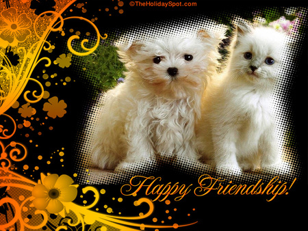 Friends - dogs, kittens, puppies, cats