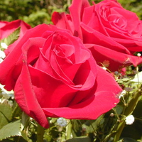 Beautiful roses