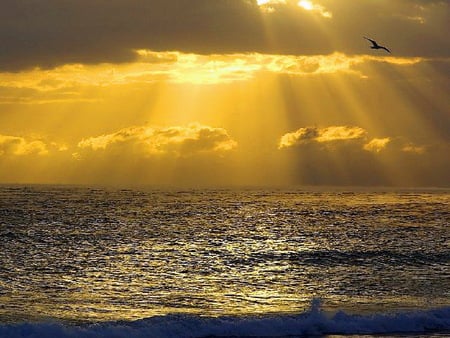 Spun gold - clouds, birds, sunset, rays, flight, ocean, ripples