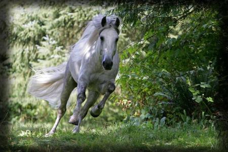 Bandolero - horses, andalusian, spanish, grey