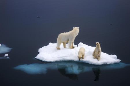 bear family - bear, north, white, snow, ocean, iceberg