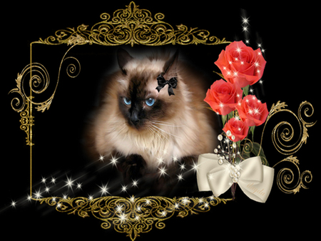 mademoiselle:) - the, stars, mademoiselle, cat, and, rose