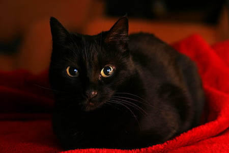 Black and Red - cat, red, animal, black