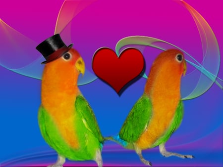 Peach Face Love Birds - hat, heart, wings, peach face, love birds