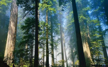 forest - nature, trees, forest, landscape, light