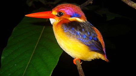 Kingfisher - bird, small, colorful, beautiful