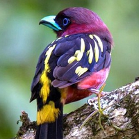 Colorful Bird