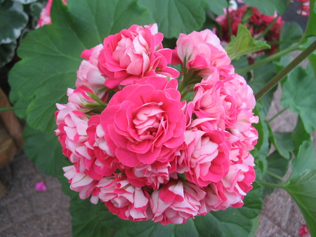 The Beauty - flower, beautyful, pink, plant