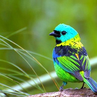 Colorful Bird