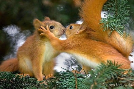 Squirrels Love - squirrels, picture, beauty, beautiful, love, nature, animlas