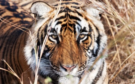 Tiger - face, nature, tiger, animals