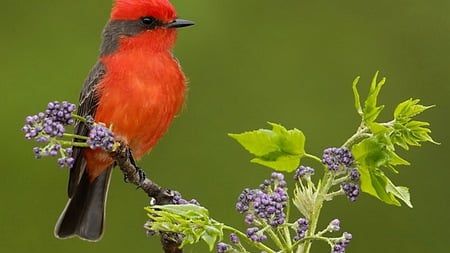 Vermilion Flycatcher - bird, flowers, leaves, beautiful