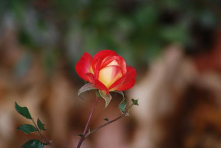 durable-rosesmall - still, nature, red, flowers, rose, flower