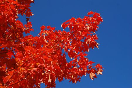 red-leaves - flowers, nature, blue, red, flower, leave, sky