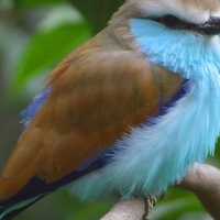 Blue-Brown-Bird