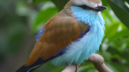 Blue-Brown-Bird - brown, bird, blue, beautiful