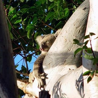 Sleeping Koala